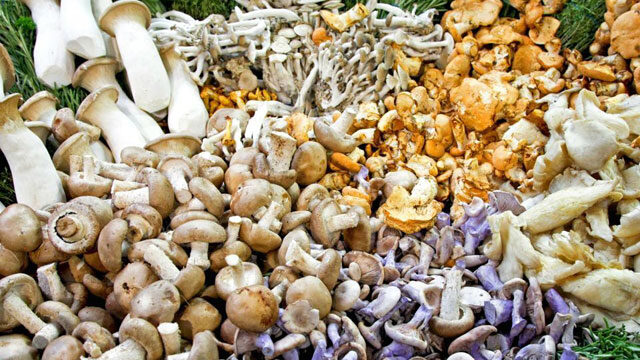 Edible Mushrooms